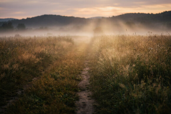 A path through the mist at dawn