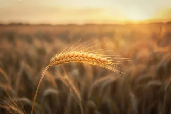 A single ear of wheat — the elect